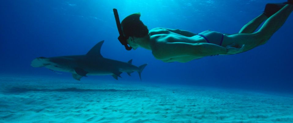Sharkwater Extinction : le film