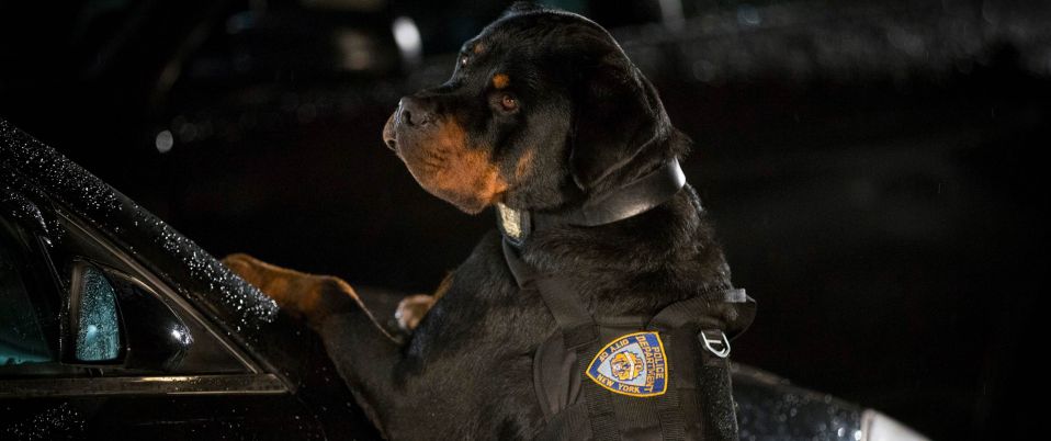 Chiens sous enquête